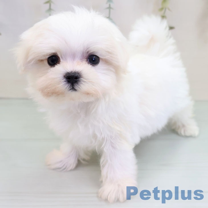 茨城県のマルチーズ (ペットプラス つくば店/2025年10月2日生まれ/男の子/ホワイト)の子犬の1枚目の画像