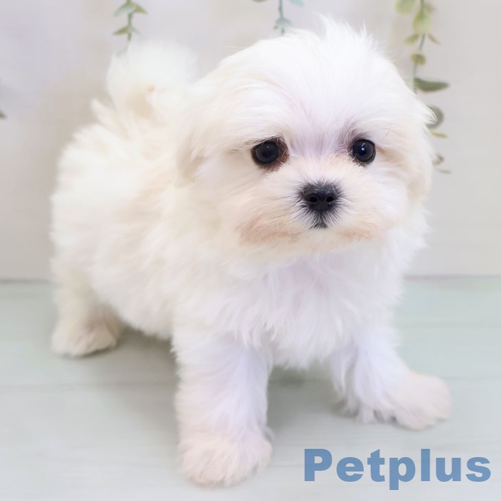 茨城県のマルチーズ (ペットプラス つくば店/2025年10月2日生まれ/男の子/ホワイト)の子犬の2枚目の画像