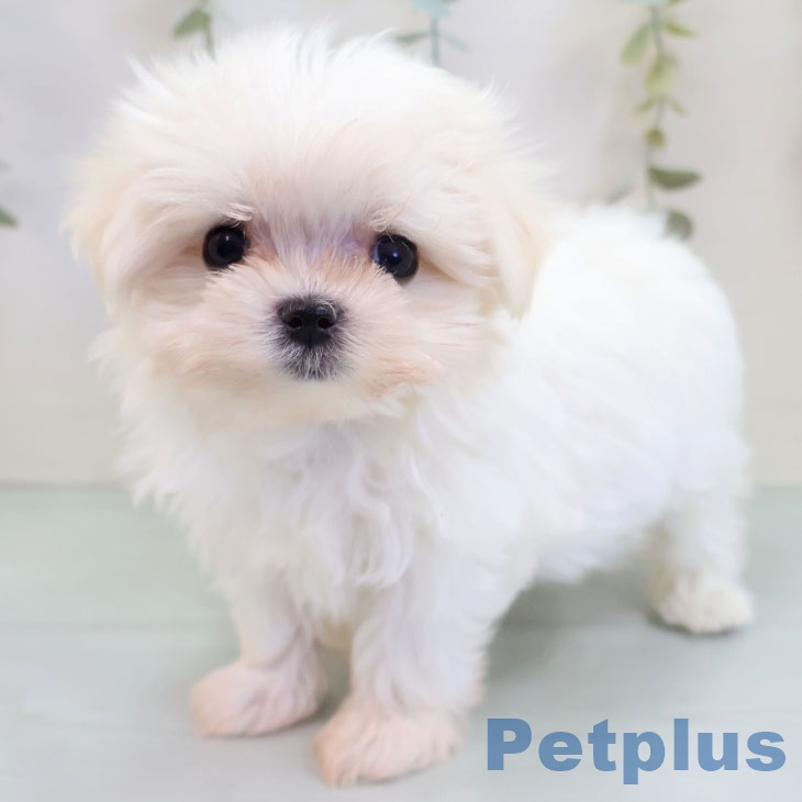 山梨県のマルチーズ (ペットプラス 甲府昭和店/2025年10月2日生まれ/女の子/ホワイト)の子犬の1枚目の画像