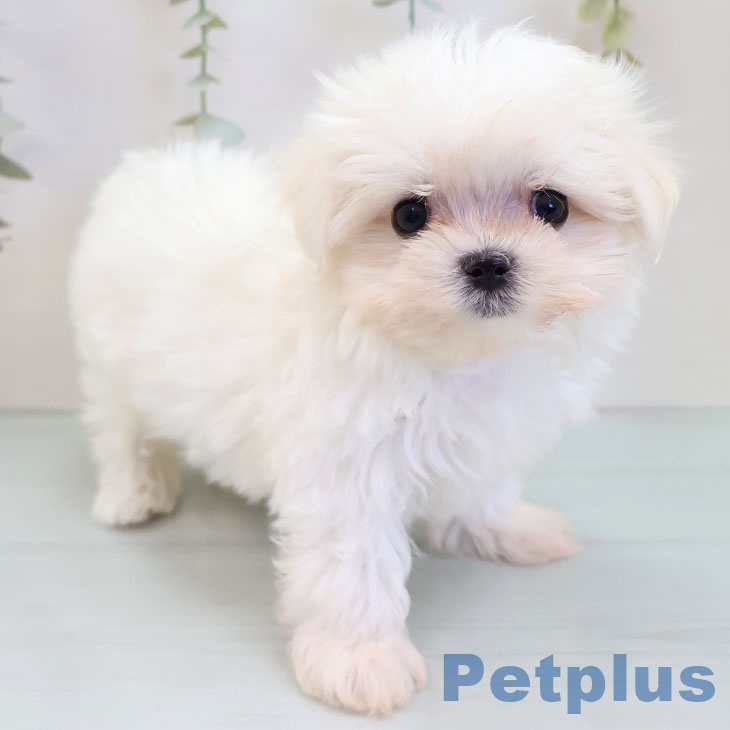 山梨県のマルチーズ (ペットプラス 甲府昭和店/2025年10月2日生まれ/女の子/ホワイト)の子犬の2枚目の画像