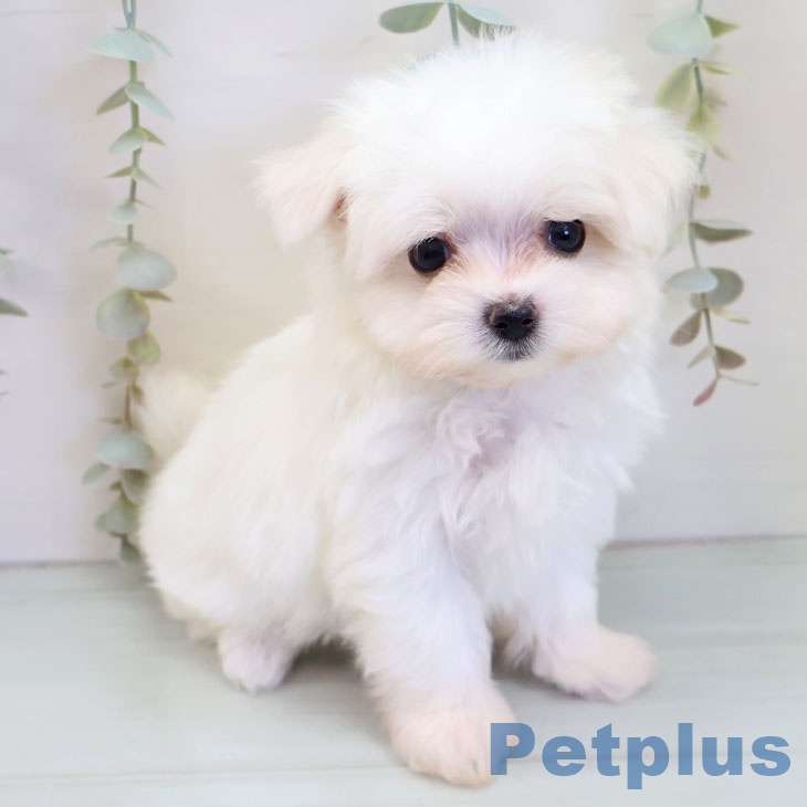 東京都のマルチーズ (ペットプラス アクアシティお台場店/2025年10月2日生まれ/女の子/ホワイト)の子犬