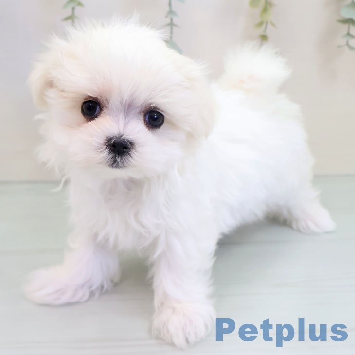 東京都のマルチーズ (ペットプラス アクアシティお台場店/2025年10月3日生まれ/女の子/ホワイト)の子犬の1枚目の画像