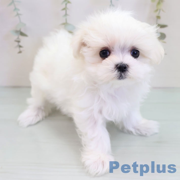 東京都のマルチーズ (ペットプラス アクアシティお台場店/2025年10月3日生まれ/女の子/ホワイト)の子犬の2枚目の画像