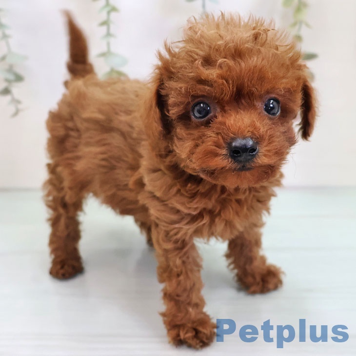 福岡県のトイプードル(トイ) (ペットプラス 八幡東店/2025年10月3日生まれ/男の子/レッド)の子犬の1枚目の画像