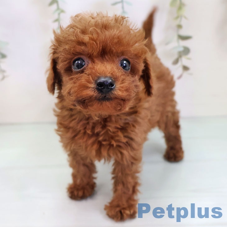 福岡県のトイプードル(トイ) (ペットプラス 八幡東店/2025年10月3日生まれ/男の子/レッド)の子犬の2枚目の画像