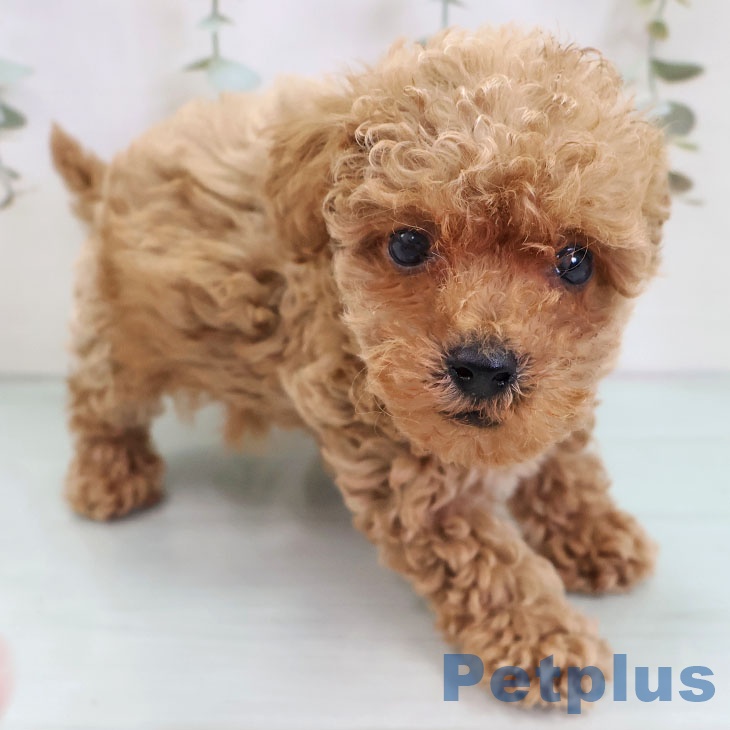 京都府のトイプードル(トイ) (ペットプラス 京都桂川店/2025年10月3日生まれ/女の子/レッド)の子犬