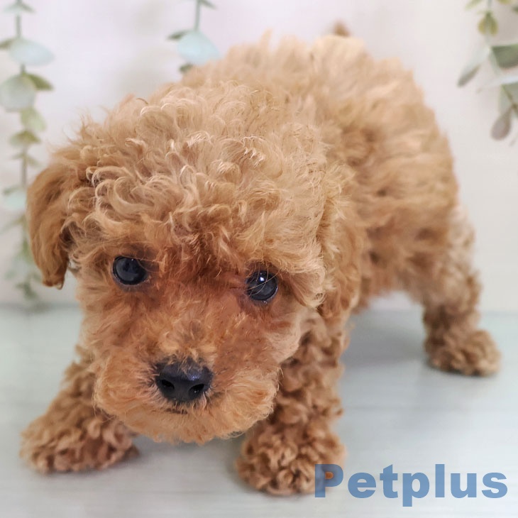 京都府のトイプードル(トイ) (ペットプラス 京都桂川店/2025年10月3日生まれ/女の子/レッド)の子犬の2枚目の画像