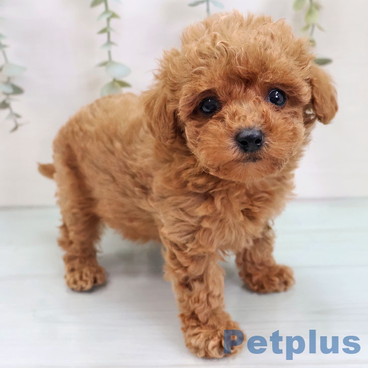 トイ・プードル