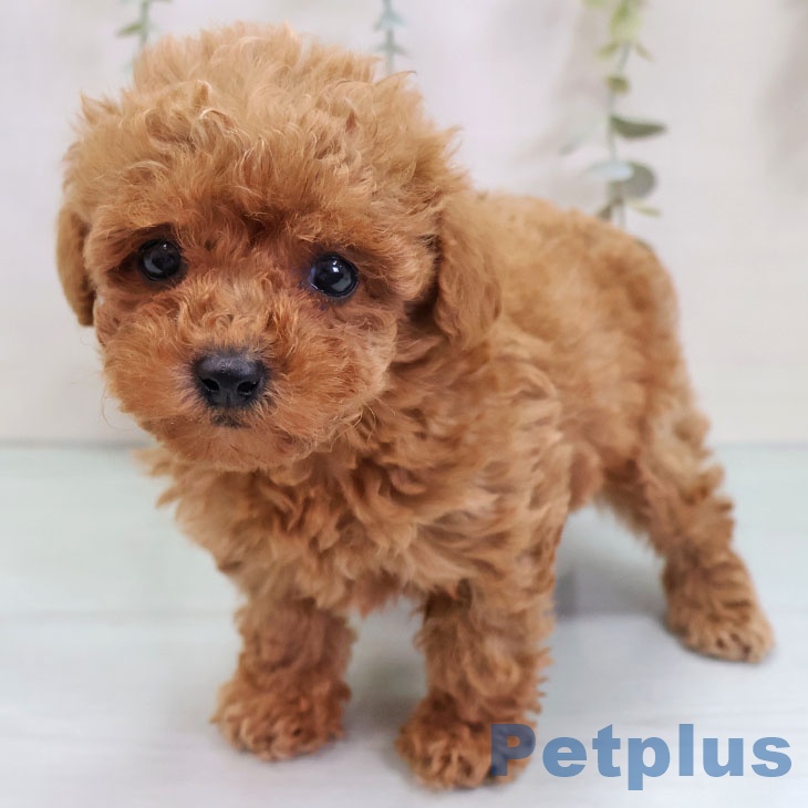 トイ・プードル