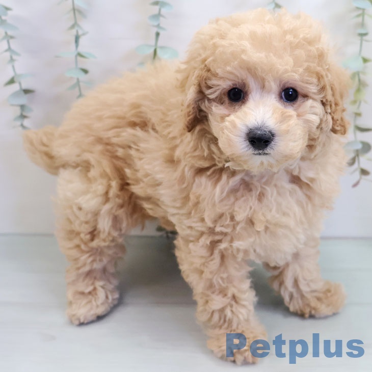 福岡県のトイプードル(トイ) (ペットプラス 小倉南店/2025年9月30日生まれ/女の子/クリーム)の子犬の1枚目の画像