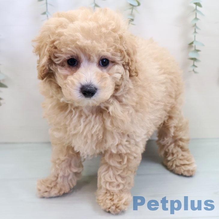 福岡県のトイプードル(トイ) (ペットプラス 小倉南店/2025年9月30日生まれ/女の子/クリーム)の子犬の2枚目の画像