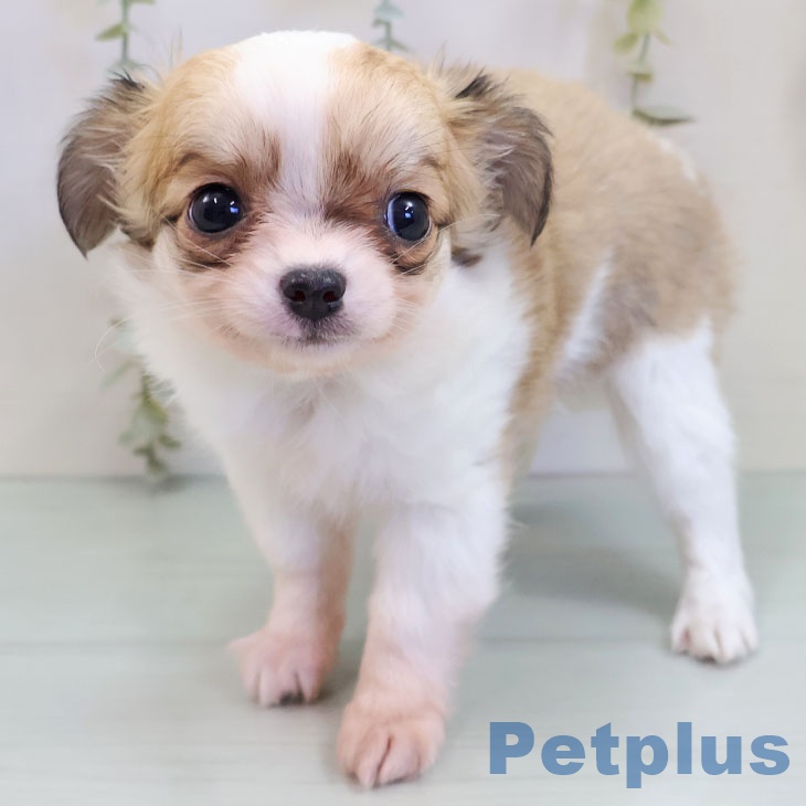 埼玉県のチワワ(ロング) (ペッツワン 吉川美南店/2025年10月2日生まれ/女の子/ホワイトフォーン)の子犬の1枚目の画像