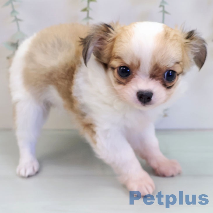 埼玉県のチワワ(ロング) (ペッツワン 吉川美南店/2025年10月2日生まれ/女の子/ホワイトフォーン)の子犬の2枚目の画像