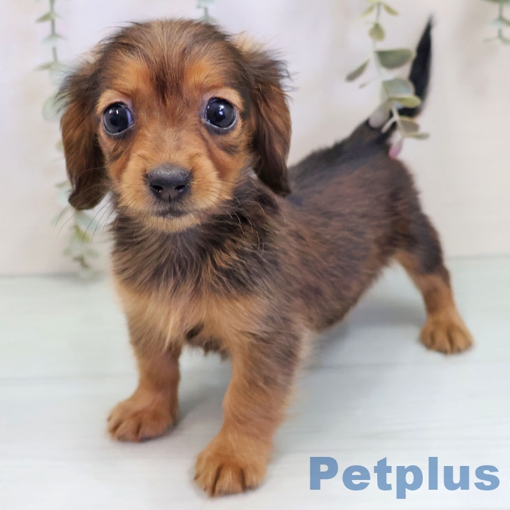 カニーンヘン・ダックスフンド