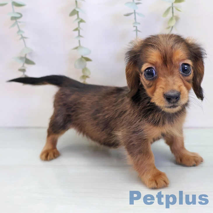 カニーンヘン・ダックスフンド