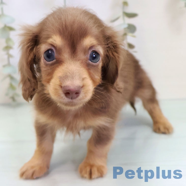 カニーンヘン・ダックスフンド