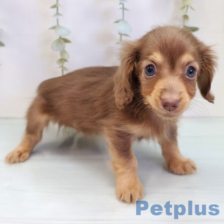 カニーンヘン・ダックスフンド