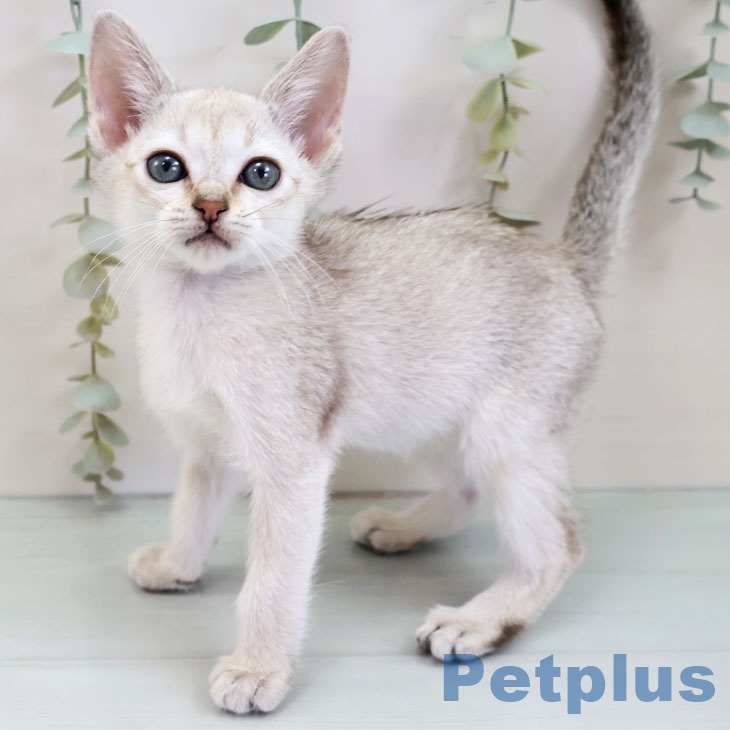 福岡県のシンガプーラ (ペットプラス ららぽーと福岡店/2025年10月1日生まれ/男の子/セピアアグーティ)の子猫の1枚目の画像