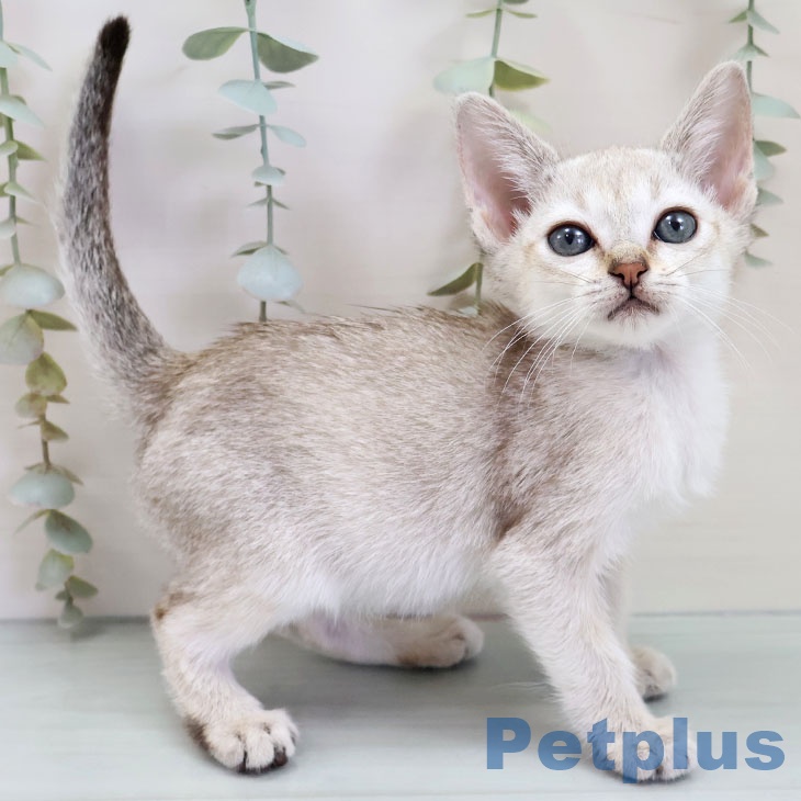 福岡県のシンガプーラ (ペットプラス ららぽーと福岡店/2025年10月1日生まれ/男の子/セピアアグーティ)の子猫の2枚目の画像