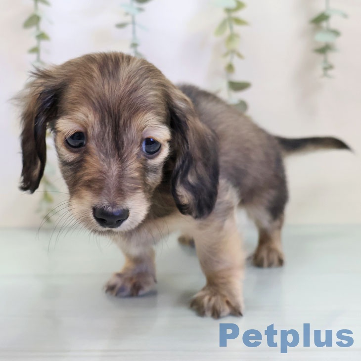 カニーンヘン・ダックスフンド