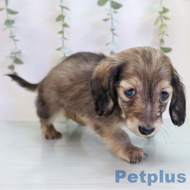 千葉県のカニンヘンダックスフンド(ロング) (ペットプラス 成田店/2025年10月2日生まれ/男の子/シェーデットイエロー)の子犬の2枚目の画像