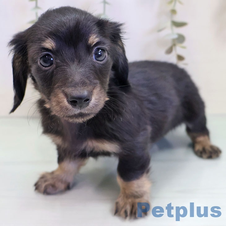 埼玉県のカニンヘンダックスフンド(ロング) (ペットプラス ららぽーと新三郷店/2025年10月2日生まれ/男の子/ブラックタン)の子犬の1枚目の画像