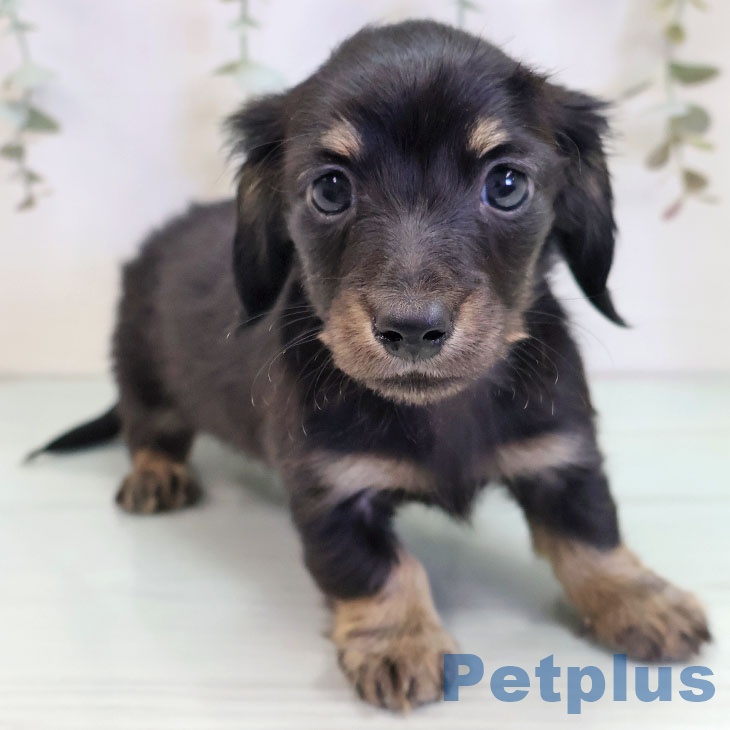 埼玉県のカニンヘンダックスフンド(ロング) (ペットプラス ららぽーと新三郷店/2025年10月2日生まれ/男の子/ブラックタン)の子犬の2枚目の画像