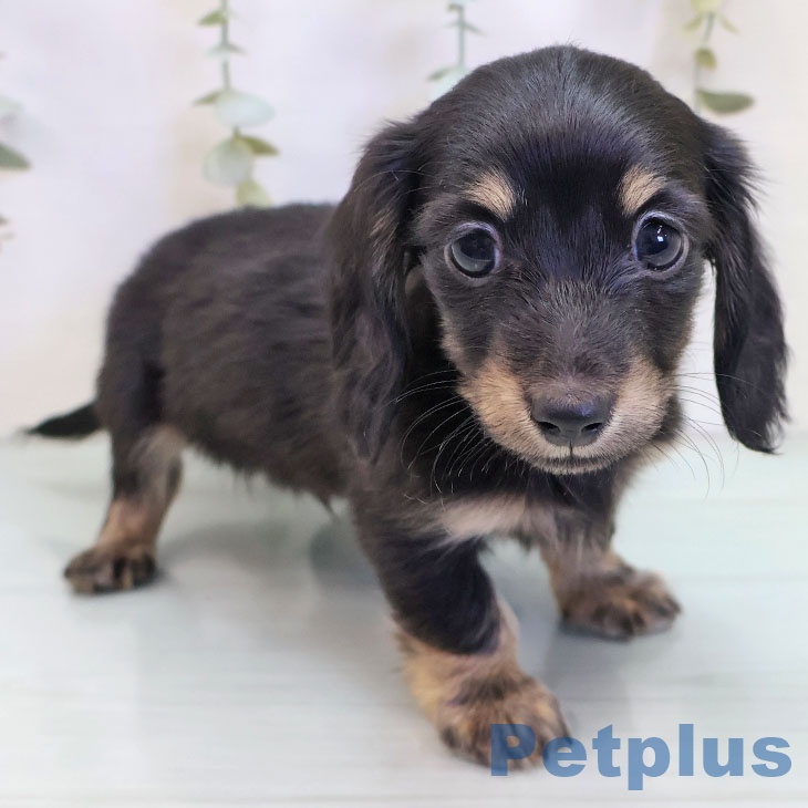 カニーンヘン・ダックスフンド