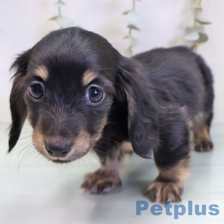 カニーンヘン・ダックスフンド