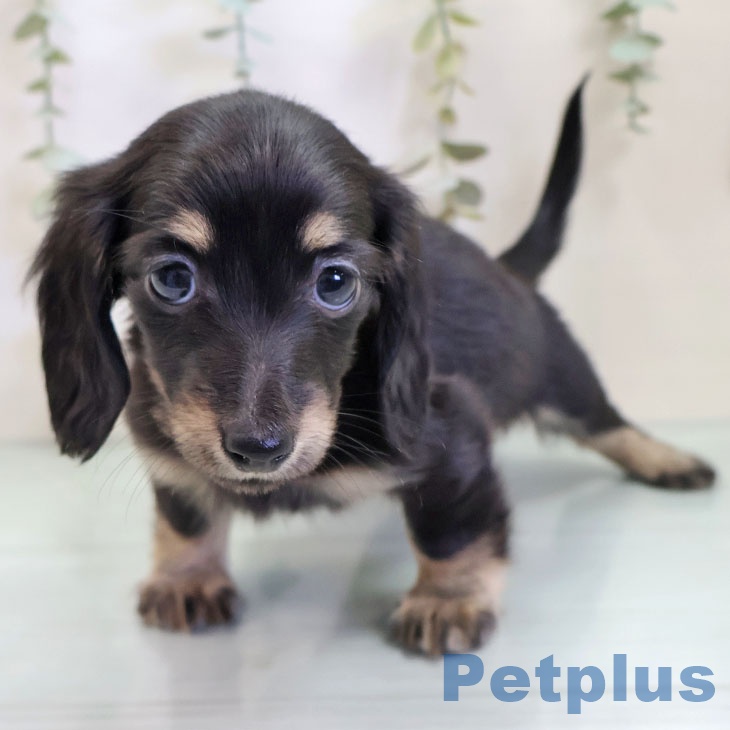 千葉県のカニンヘンダックスフンド(ロング) (ペットプラス 幕張新都心店/2025年10月2日生まれ/女の子/ブラックタン)の子犬の1枚目の画像