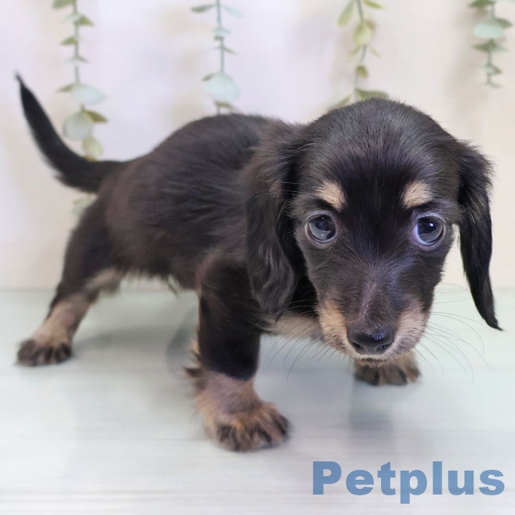 千葉県のカニンヘンダックスフンド(ロング) (ペットプラス 幕張新都心店/2025年10月2日生まれ/女の子/ブラックタン)の子犬の2枚目の画像