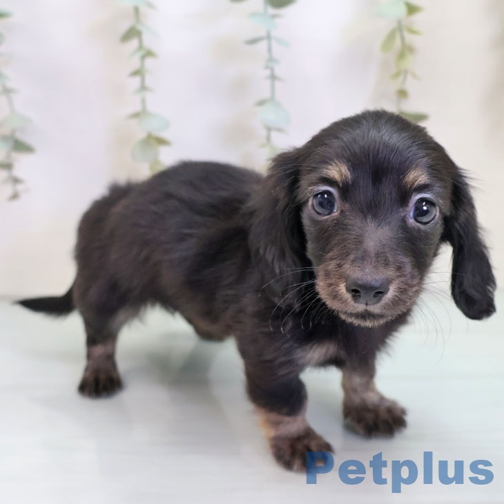 カニーンヘン・ダックスフンド