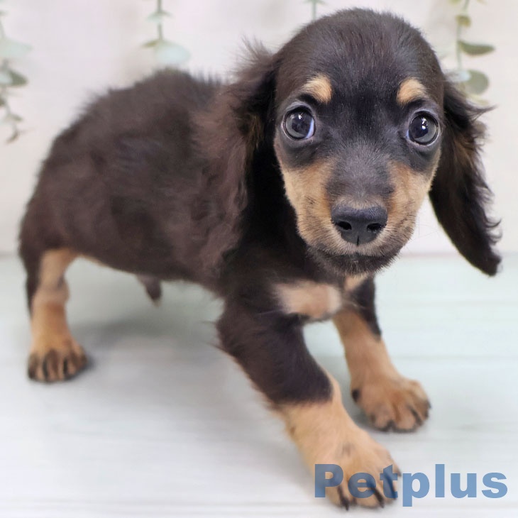 福岡県のミニチュアダックスフンド(ロング) (ペットプラス 春日店/2025年9月30日生まれ/男の子/ブラックタン)の子犬