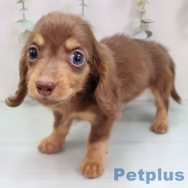 ミニチュア・ダックスフンドの写真2