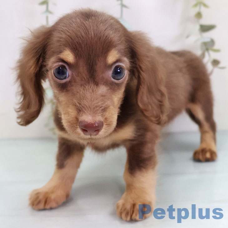 ミニチュア・ダックスフンド