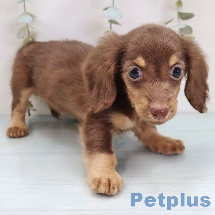 ミニチュア・ダックスフンド