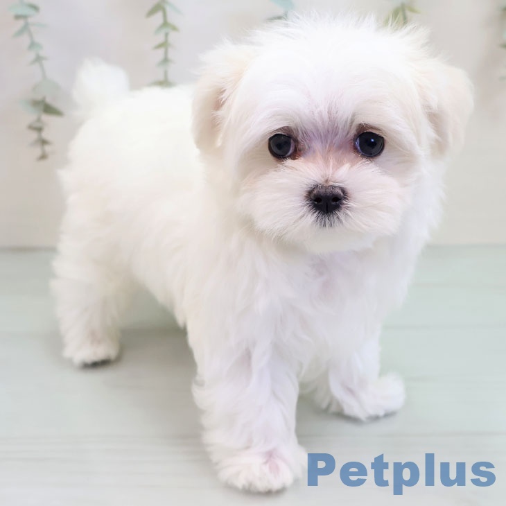 東京都のマルチーズ (ペットプラス 立川高島屋S.C.店/2025年10月3日生まれ/女の子/ホワイト)の子犬の1枚目の画像