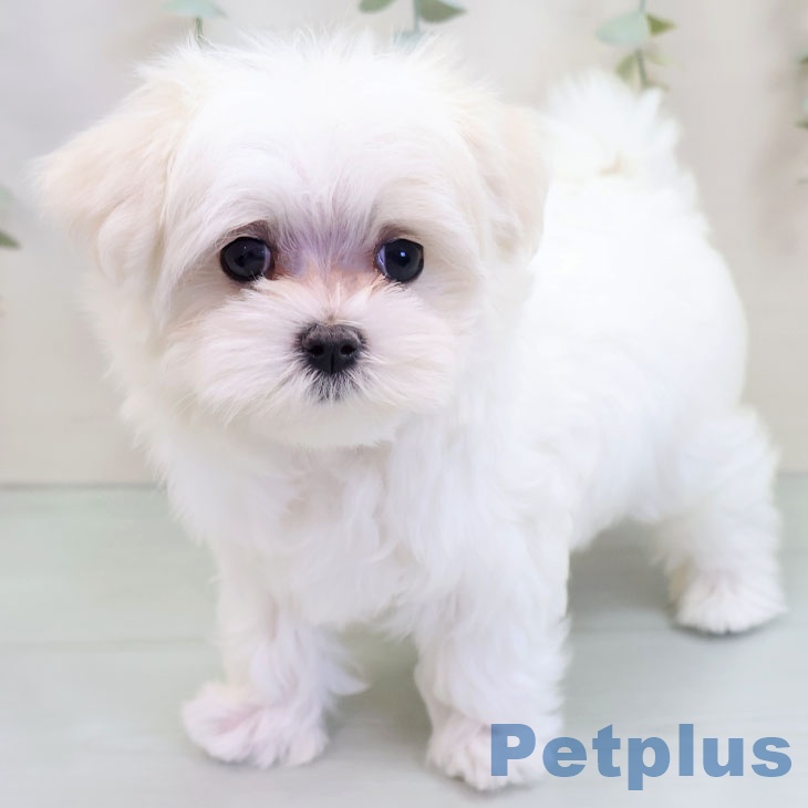 東京都のマルチーズ (ペットプラス 立川高島屋S.C.店/2025年10月3日生まれ/女の子/ホワイト)の子犬の2枚目の画像
