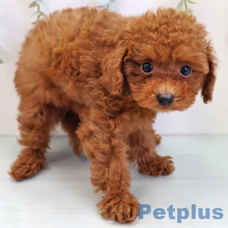 福岡県のトイプードル(トイ) (ペットプラス 八幡東店/2025年9月29日生まれ/男の子/レッドフォーン)の子犬の2枚目の画像