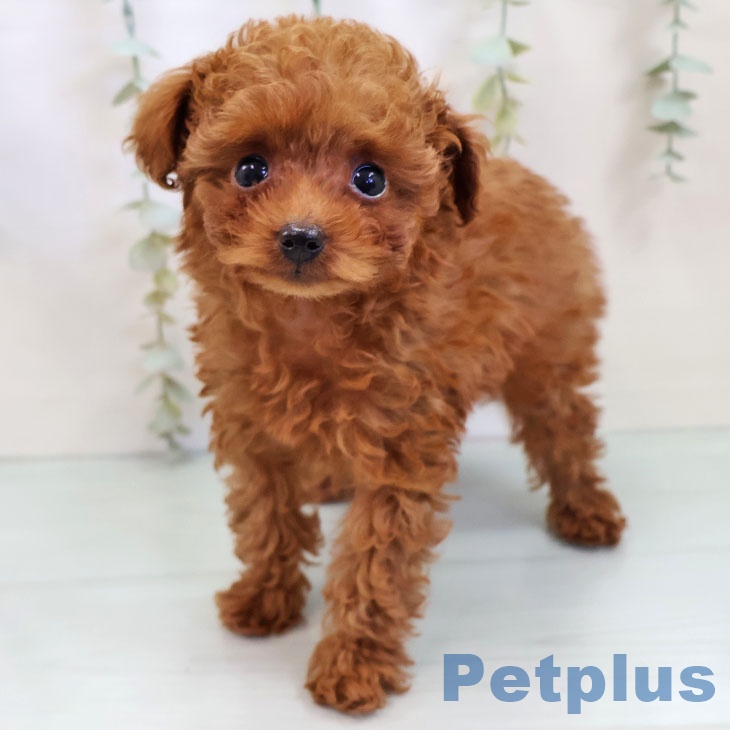 福岡県のトイプードル(トイ) (ペットプラス 小倉南店/2025年9月29日生まれ/女の子/レッドフォーン)の子犬の1枚目の画像