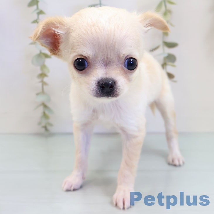 千葉県のチワワ(ロング) (ペットプラス 幕張新都心店/2025年10月2日生まれ/男の子/クリームホワイト)の子犬の1枚目の画像