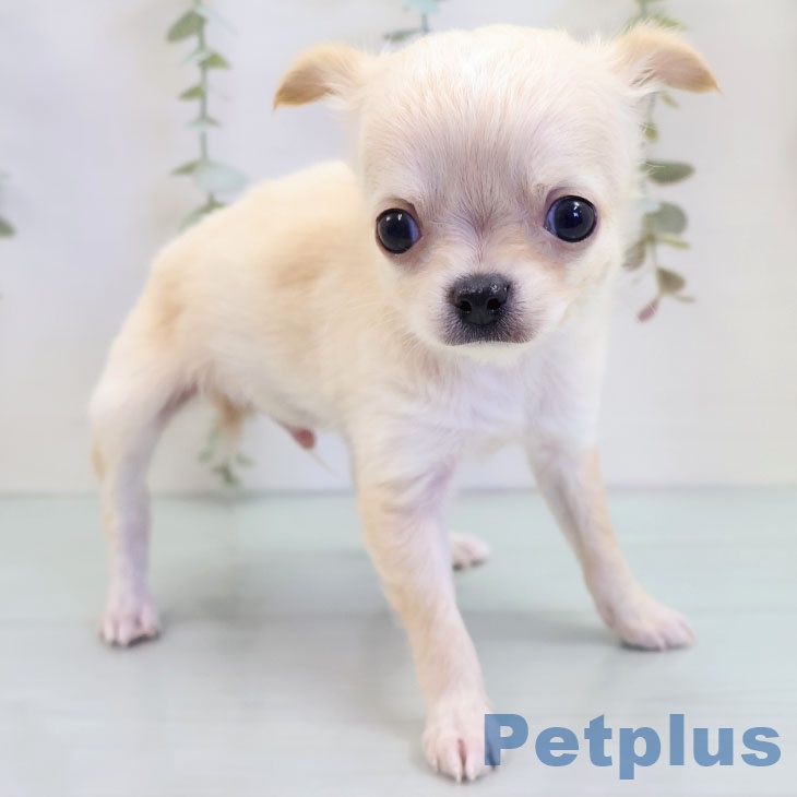 千葉県のチワワ(ロング) (ペットプラス 幕張新都心店/2025年10月2日生まれ/男の子/クリームホワイト)の子犬の2枚目の画像