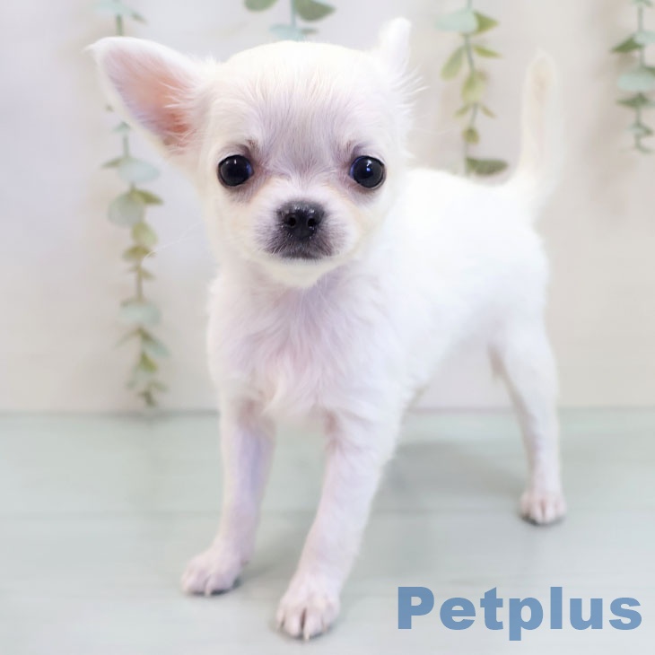 埼玉県のチワワ(ロング) (ペッツワン 吉川美南店/2025年10月2日生まれ/女の子/クリームホワイト)の子犬の1枚目の画像