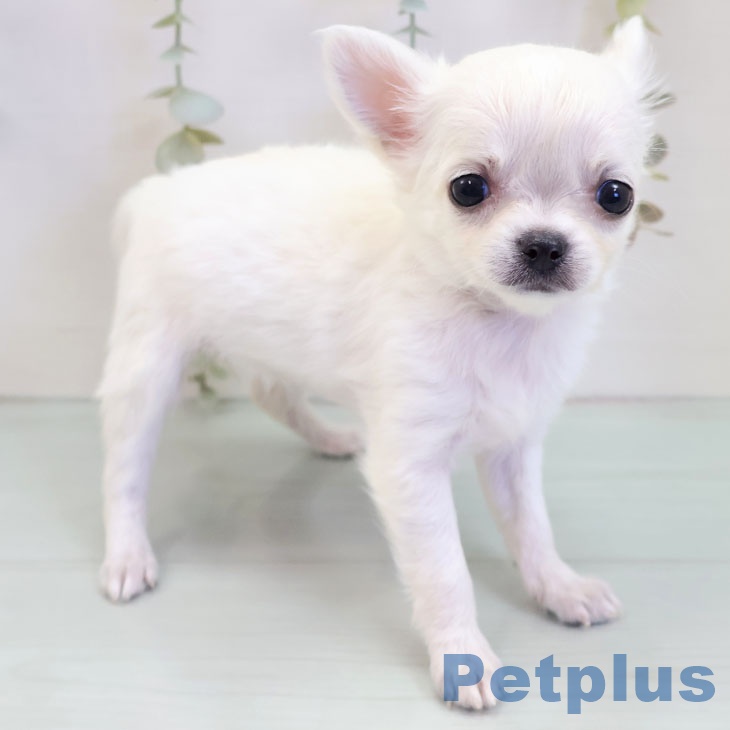 埼玉県のチワワ(ロング) (ペッツワン 吉川美南店/2025年10月2日生まれ/女の子/クリームホワイト)の子犬の2枚目の画像