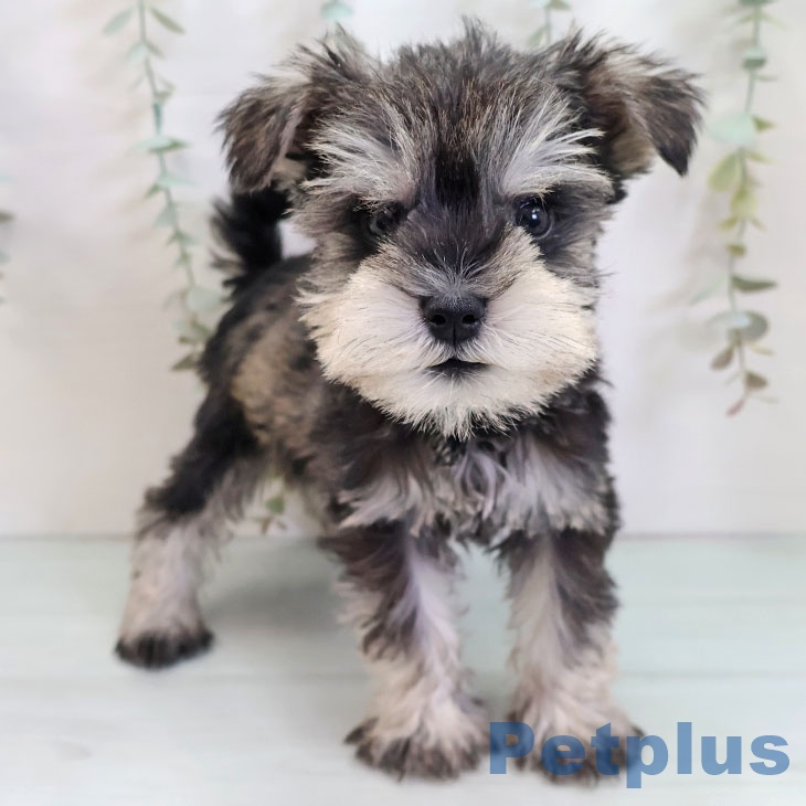 埼玉県のミニチュアシュナウザー (ペットプラス 川口店/2025年9月22日生まれ/男の子/ソルトペッパー)の子犬の1枚目の画像