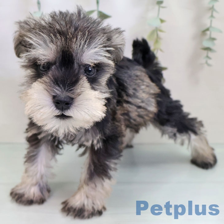 埼玉県のミニチュアシュナウザー (ペットプラス 川口店/2025年9月22日生まれ/男の子/ソルトペッパー)の子犬の2枚目の画像