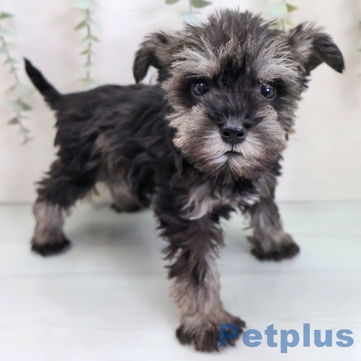 京都府のミニチュアシュナウザー (ペットプラス 京都桂川店/2025年9月22日生まれ/男の子/ソルトペッパー)の子犬