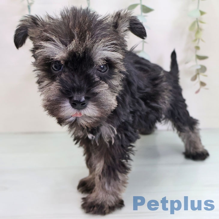 京都府のミニチュアシュナウザー (ペットプラス 京都桂川店/2025年9月22日生まれ/男の子/ソルトペッパー)の子犬の2枚目の画像