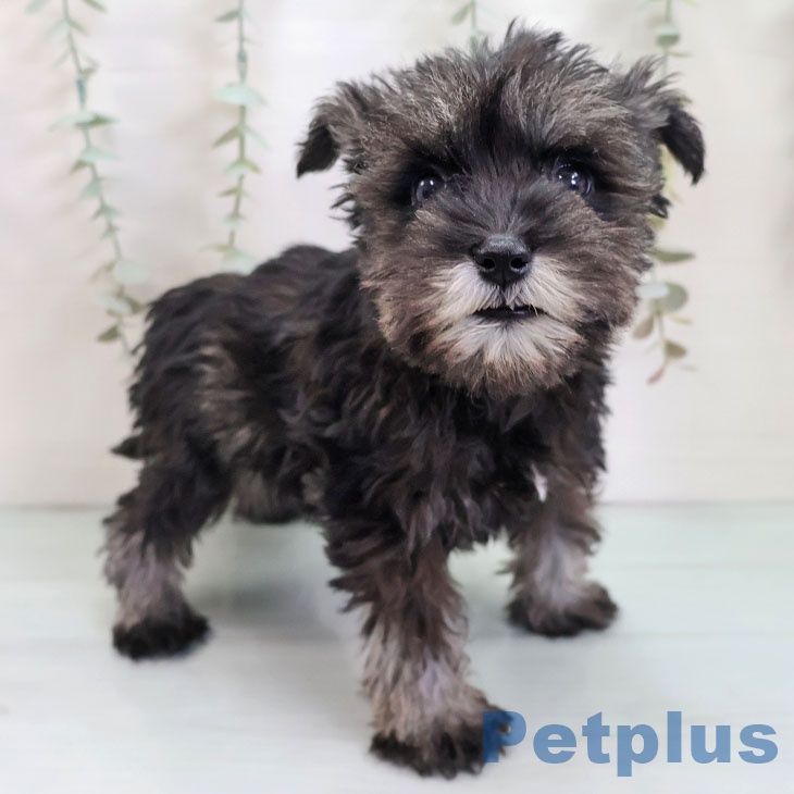 沖縄県のミニチュアシュナウザー (ペットプラス 沖縄ライカム店/2025年9月22日生まれ/女の子/ソルトペッパー)の子犬の2枚目の画像