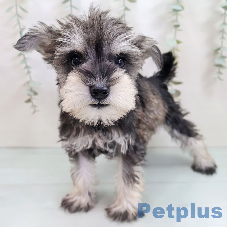 東京都のミニチュアシュナウザー (ペットプラス アクアシティお台場店/2025年9月22日生まれ/女の子/ソルトペッパー)の子犬の1枚目の画像